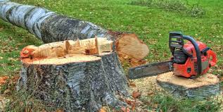 Best Lot and Land Clearing  in Beach Haven West, NJ