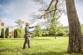 Best Pest Control for Lawns  in Beach Haven West, NJ