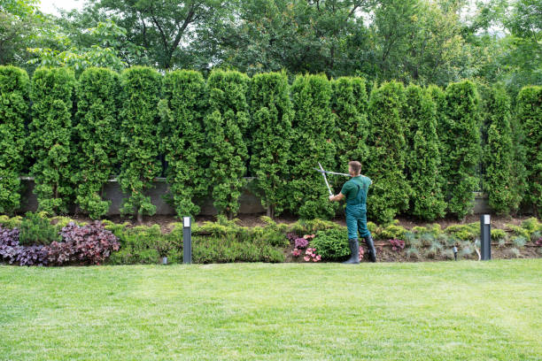 Best Tree Trimming and Pruning  in Beach Haven West, NJ