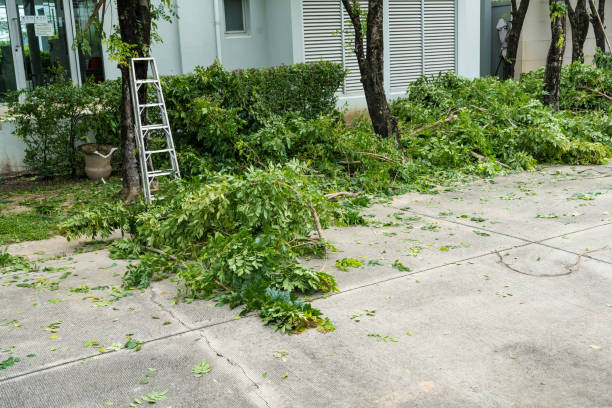 Best Tree Risk Assessment  in Beach Haven West, NJ